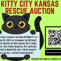 Kitty City Kansas Rescue October 2024 Auction