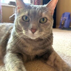 Cleopatra