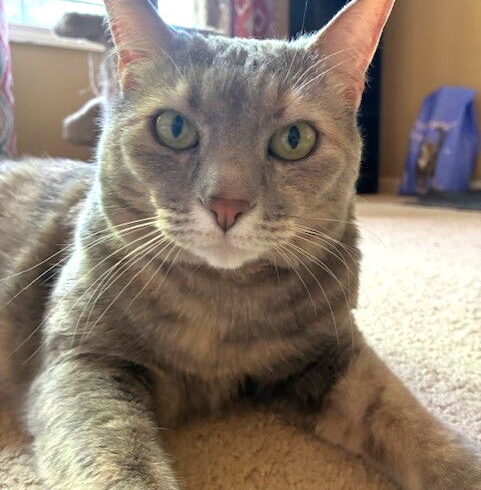Cleopatra