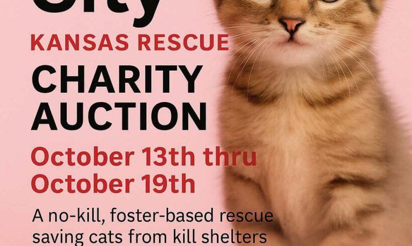 October 2025 Kitty City Auction